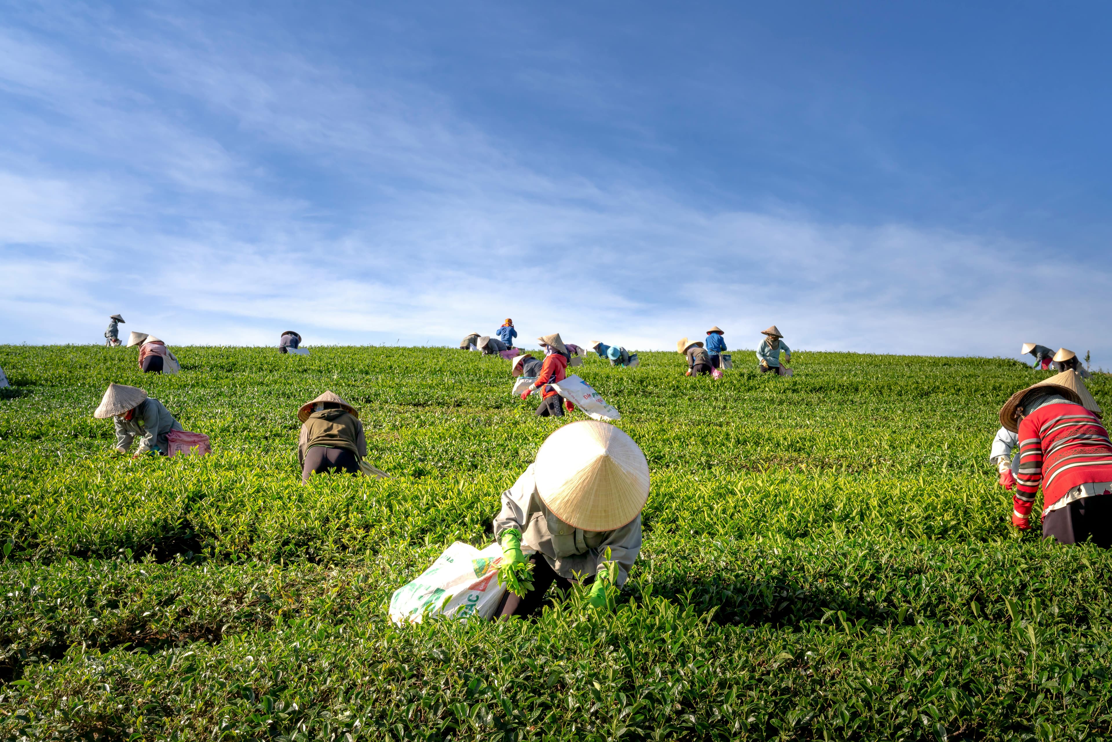 Agriculture & Agro-Allied Business